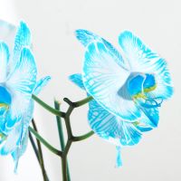 Illustration #3 Orchidée Bleue