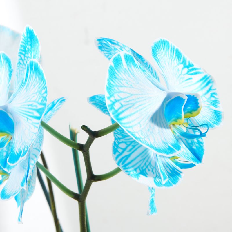 Orchidée Bleue - Au Pays des Fleurs