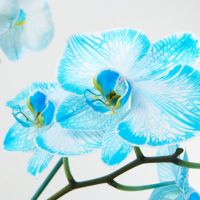Illustration #2 Orchidée Bleue