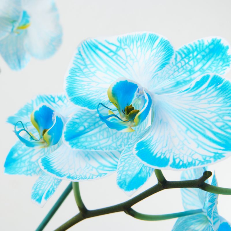 Orchidée Bleue - Au Pays des Fleurs
