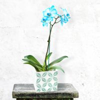 Illustration #1 Orchidée Bleue